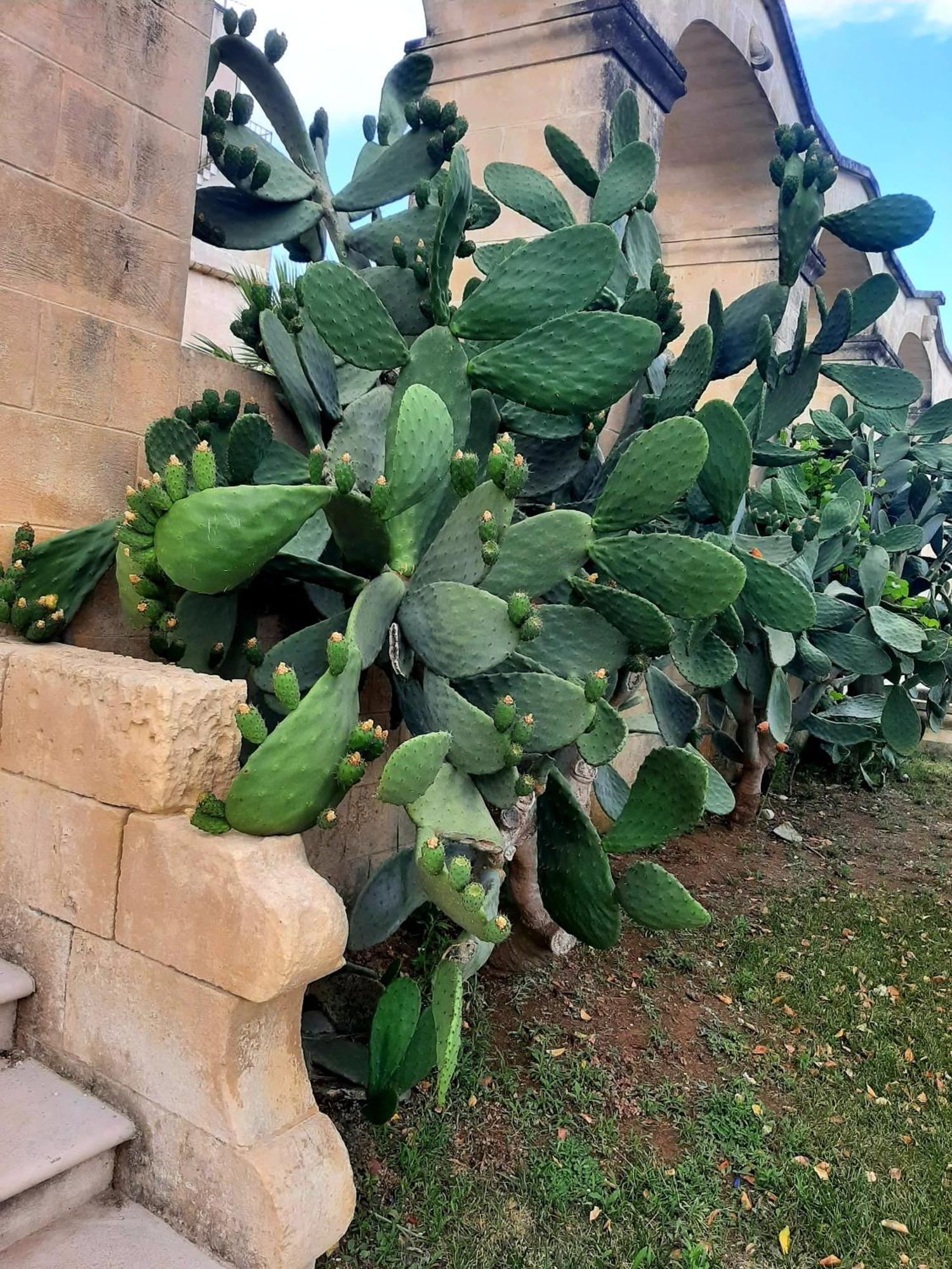 Villa Carrieri Marina di Lizzano Exteriör bild